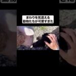 周りに気を使える動物たちが可愛すぎた！#shorts(YouTube)