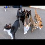 漁港にある漁師の食堂に行くと猫達からの熱烈な歓迎を受ける(YouTube)