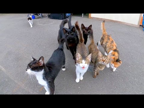 漁港にある漁師の食堂に行くと猫達からの熱烈な歓迎を受ける(YouTube)