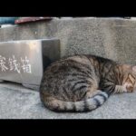 猫島の神社で「猫達と仲良くなれますように」とお祈りした結果…(YouTube)