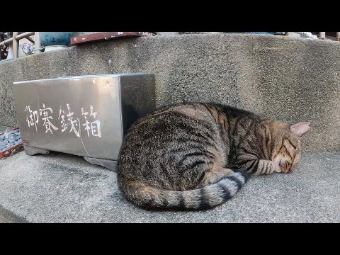 猫島の神社で「猫達と仲良くなれますように」とお祈りした結果…(YouTube)