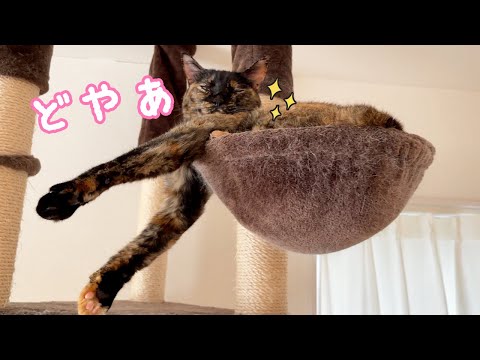 変なポーズでドヤ顔をするサビ猫モモちゃん！(YouTube)