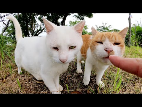 花壇の中から白猫と茶シロ猫がモフられにやって来た(YouTube)
