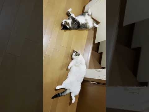 例年よりも少なかった、落ちてる猫 #shorts(YouTube)