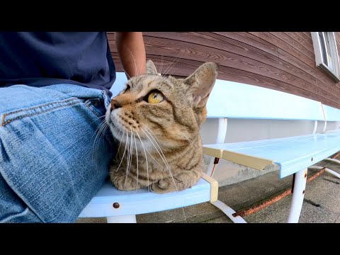 猫島の港近くのベンチに座ると猫が隣に座ってきて楽しい(YouTube)