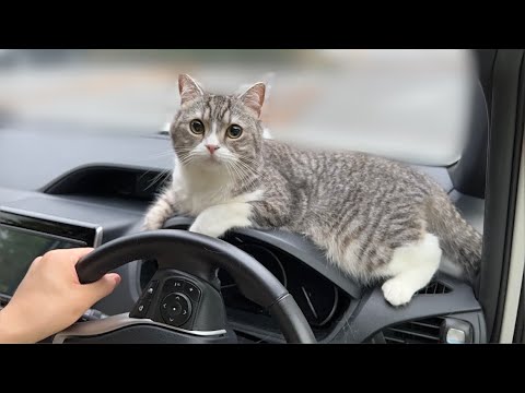 車の窓の外が見たくてたまらない猫がついにこうなりました…笑(YouTube)