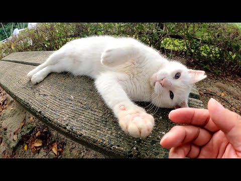 白猫が人間の手を掴んで「ここをモフれ！」と要求してきた(YouTube)