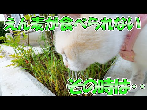 猫達が最も好んで良く食べる雑草は誰もが知っているイネ科の‥(YouTube)