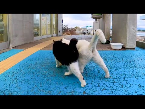 寄り添いあって歩く仲良し野良猫(YouTube)