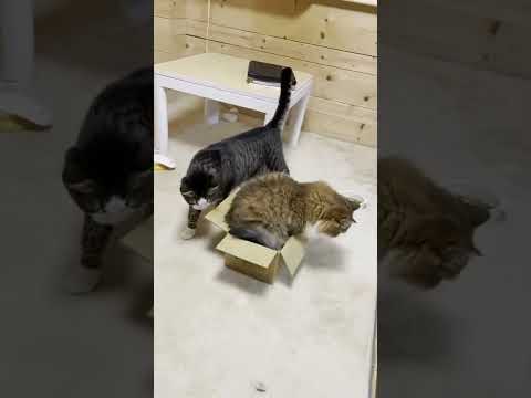 潜って「ぷはぁ～」ってやる猫 #shorts(YouTube)