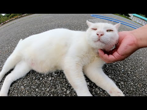 お腹がポッコリ出た白猫ちゃんをモフる(YouTube)