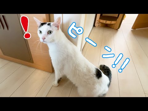 ベランダのお掃除にビビって背筋が良くなっちゃう猫！(YouTube)