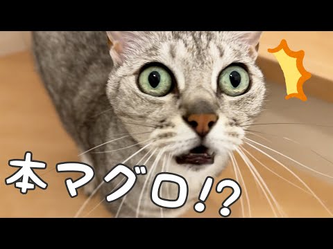 久々の大好きな本マグロに大興奮しまくる猫！！(YouTube)