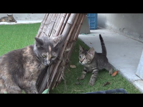 子猫に急接近してきた恐ろしい猫(YouTube)