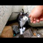 テトラポットの下からハチワレ猫がモフられに出てきた(YouTube)