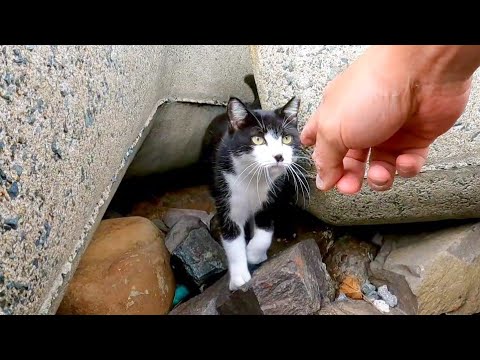 テトラポットの下からハチワレ猫がモフられに出てきた(YouTube)