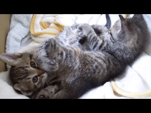 【誕生日】リリとリム生まれてきてくれてありがとう！(YouTube)