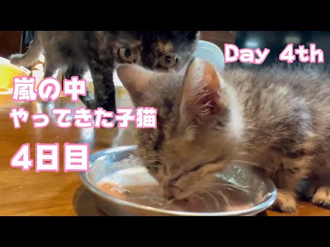 嵐の中やってきた子猫 3日目 サムネ間違えてますwww　3日目、Day 3rd(YouTube)