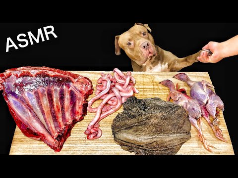 異常な顎で鹿の肋骨をじボリボリ食べるピットブルの咀嚼音がヤバすぎる【肉食ASMR】(YouTube)