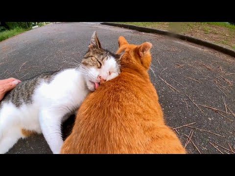 公園で仲良し二人組猫を撫でる(YouTube)