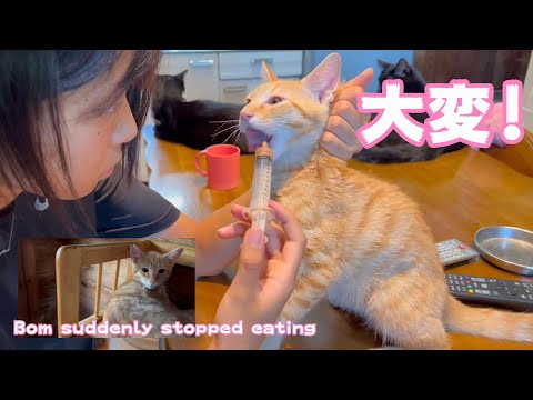 大変！ボンちゃんが食べない！Bom suddenly stopped eating(YouTube)