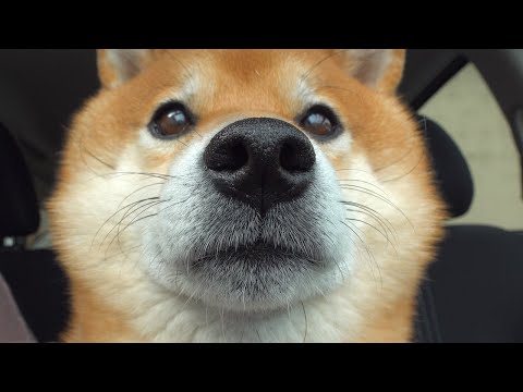 悲鳴をあげて診察待ちする柴犬。(YouTube)