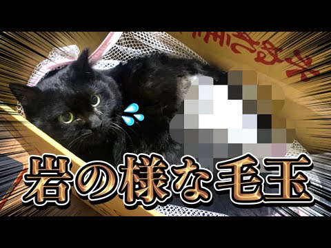 背中に岩の様な毛玉ができてしまった黒猫の毛を緊急で剃ります！(YouTube)