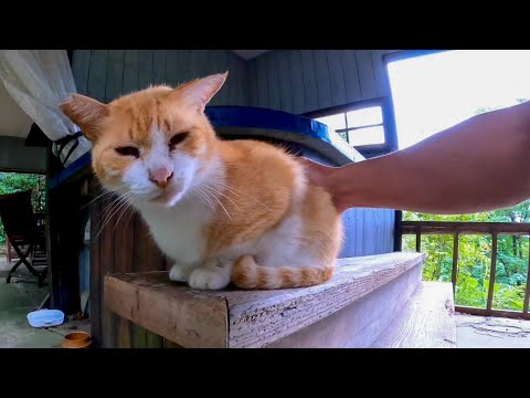 山の中腹の休憩所に行くと猫達が癒やしてくれる(YouTube)