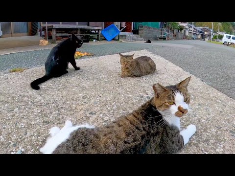 猫島では夕方道端で猫の集会が開催されています(YouTube)
