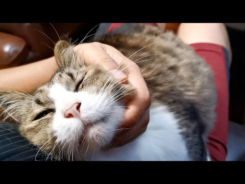 甘えん坊の大型猫を抱き上げたら喜び爆発で鳴き方が変化した！【ボス吉ビブラート】(YouTube)