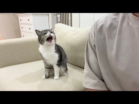 お留守番が寂しかったのを何度も鳴いて訴えてくる猫がかわいすぎた…(YouTube)