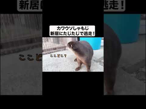 カワウソしゃもじ新居にたじたじで大暴走！(YouTube)