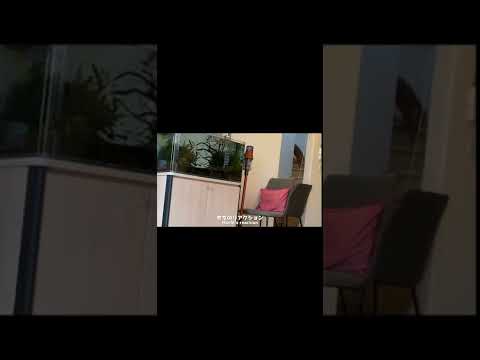 地震が起きた時のカワウソと猫の反応が違いすぎた otter and the cat reacted too differently when the earthquake hit. #shorts(YouTube)