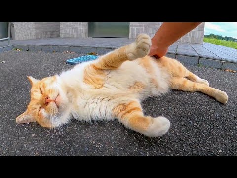 公園で見掛けた野良猫を撫でるとゴロンゴロン転がってカワイイ(YouTube)