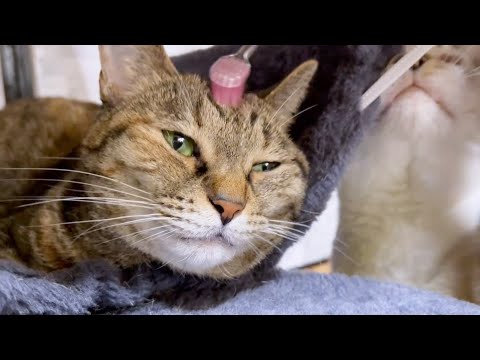 歯ブラシで犬と猫をなでたらこうなりました。(YouTube)