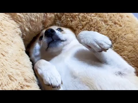 巨大ぬいぐるみに甘える犬と猫が可愛すぎました…(YouTube)