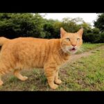 猫が人間を仲間と認めてくれる瞬間！(YouTube)