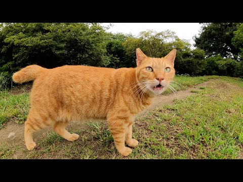 猫が人間を仲間と認めてくれる瞬間！(YouTube)
