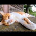 公園の野鳥小屋裏でよく喋る猫が寝ていたのでナデナデしてきた(YouTube)