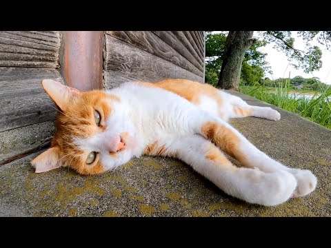公園の野鳥小屋裏でよく喋る猫が寝ていたのでナデナデしてきた(YouTube)