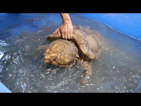 鰐さんの爬虫類館に妻とある物を受け取りに行きました(YouTube)