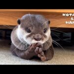人間くさい動きがたまらないカワウソコタローの日常　Cute and Funny Moments of Otter Kotaro(YouTube)