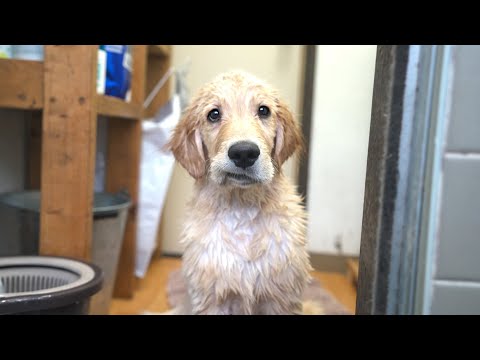 初お風呂で「思ってたのと違う」感を出す子犬が可愛い過ぎるww(YouTube)
