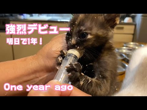 強烈デビュー！　One year ago(YouTube)