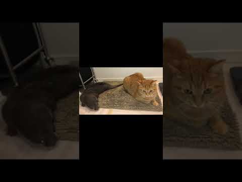お風呂上がりに自分で体を拭くカワウソとそれを無自覚で邪魔する猫  #animal #shorts(YouTube)