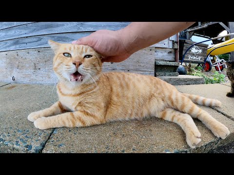 海沿いの道路で可愛い猫達がゴロゴロと転がっていた(YouTube)
