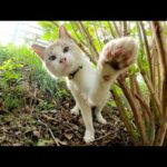 オシャレな首輪をつけたシャム猫が猫パンチで攻撃してきた(YouTube)