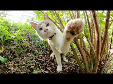 オシャレな首輪をつけたシャム猫が猫パンチで攻撃してきた(YouTube)