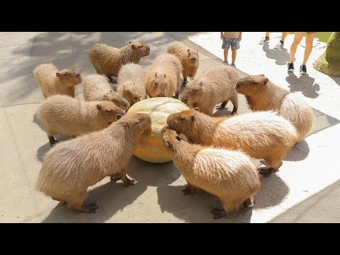 【超ド級】カピバラの大群が100kgカボチャを置いた瞬間・・・(YouTube)