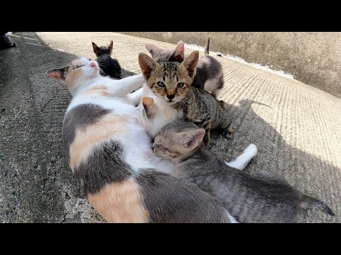 たくさんの子猫達のお世話でとても忙しそうな三毛猫母さん(YouTube)